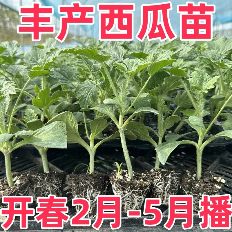 8424西瓜苗秧盆栽麒麟大西瓜种籽南方嫁接无籽西瓜水果蔬菜苗秧苗