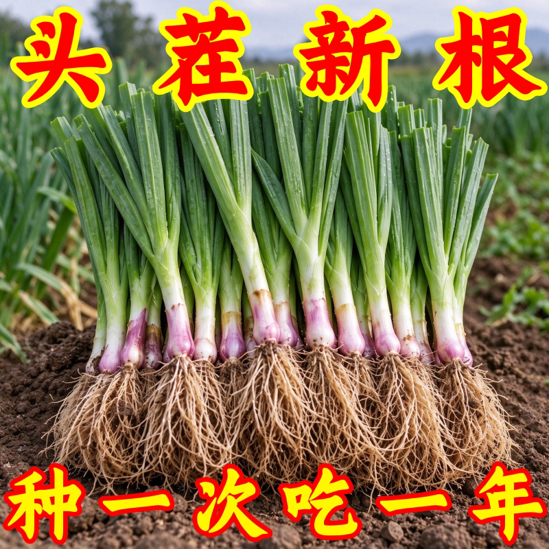 现挖头茬香小叶韭菜根苗