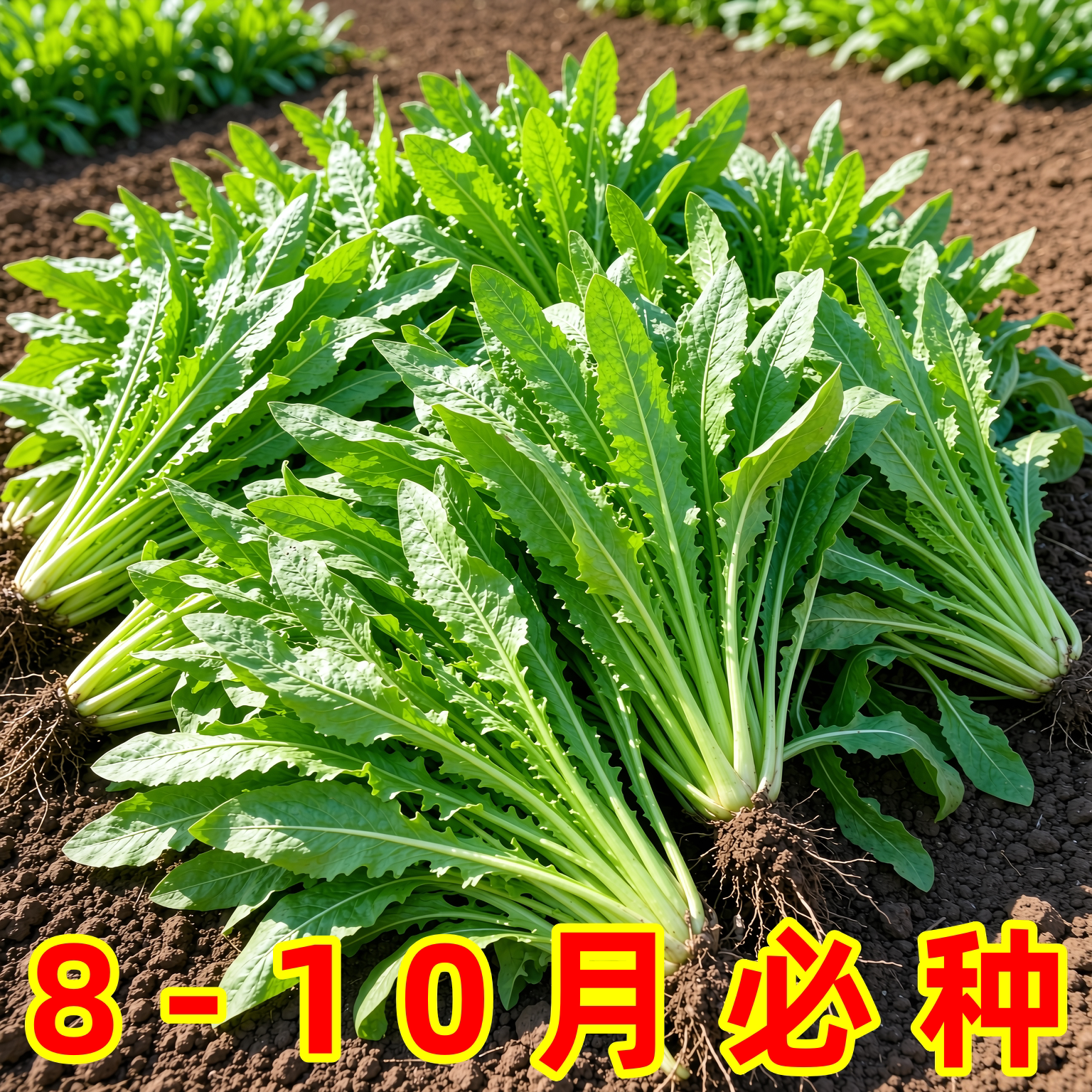 四季甜麦菜苦麻菜种子阳台