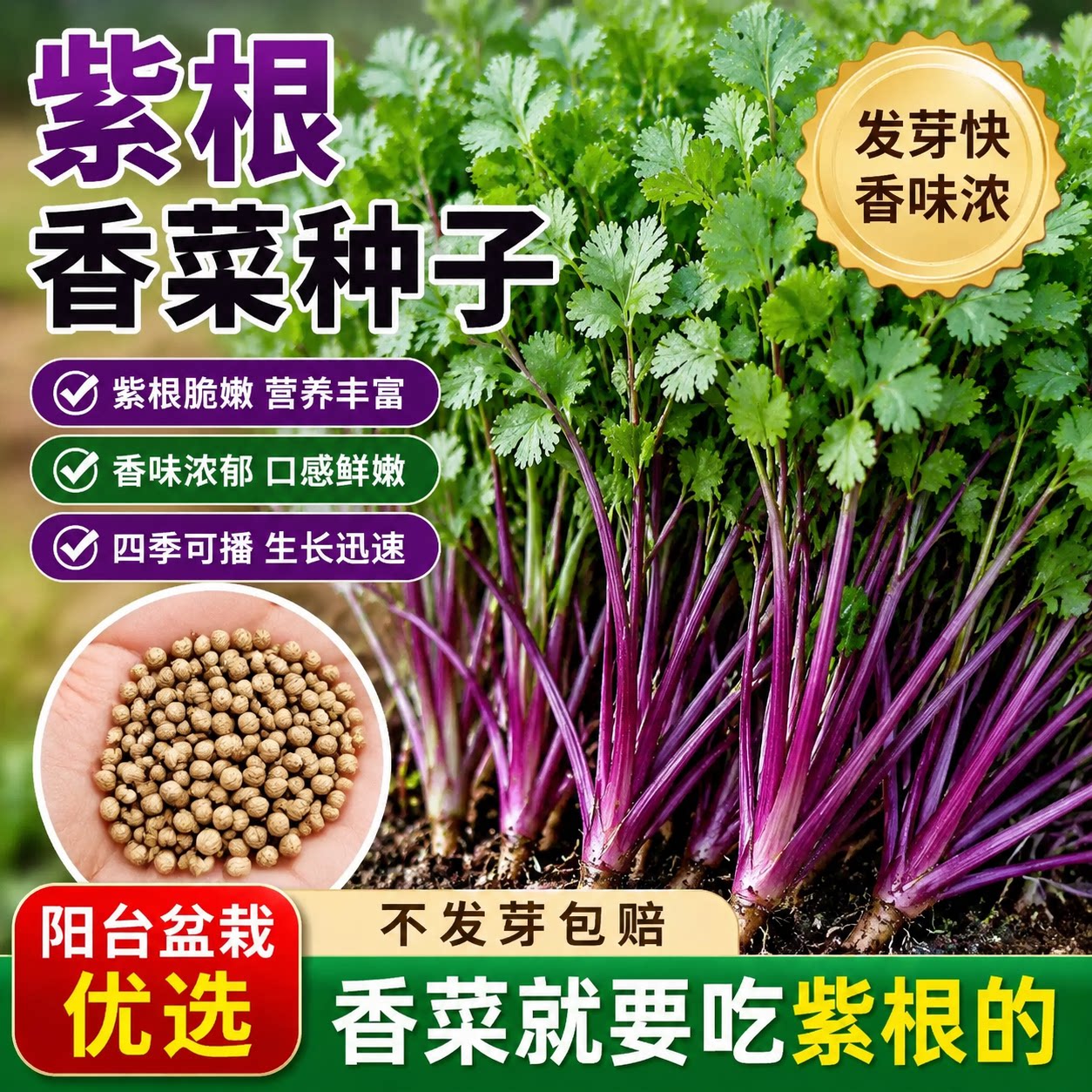 老品种紫根香菜种子四季耐热