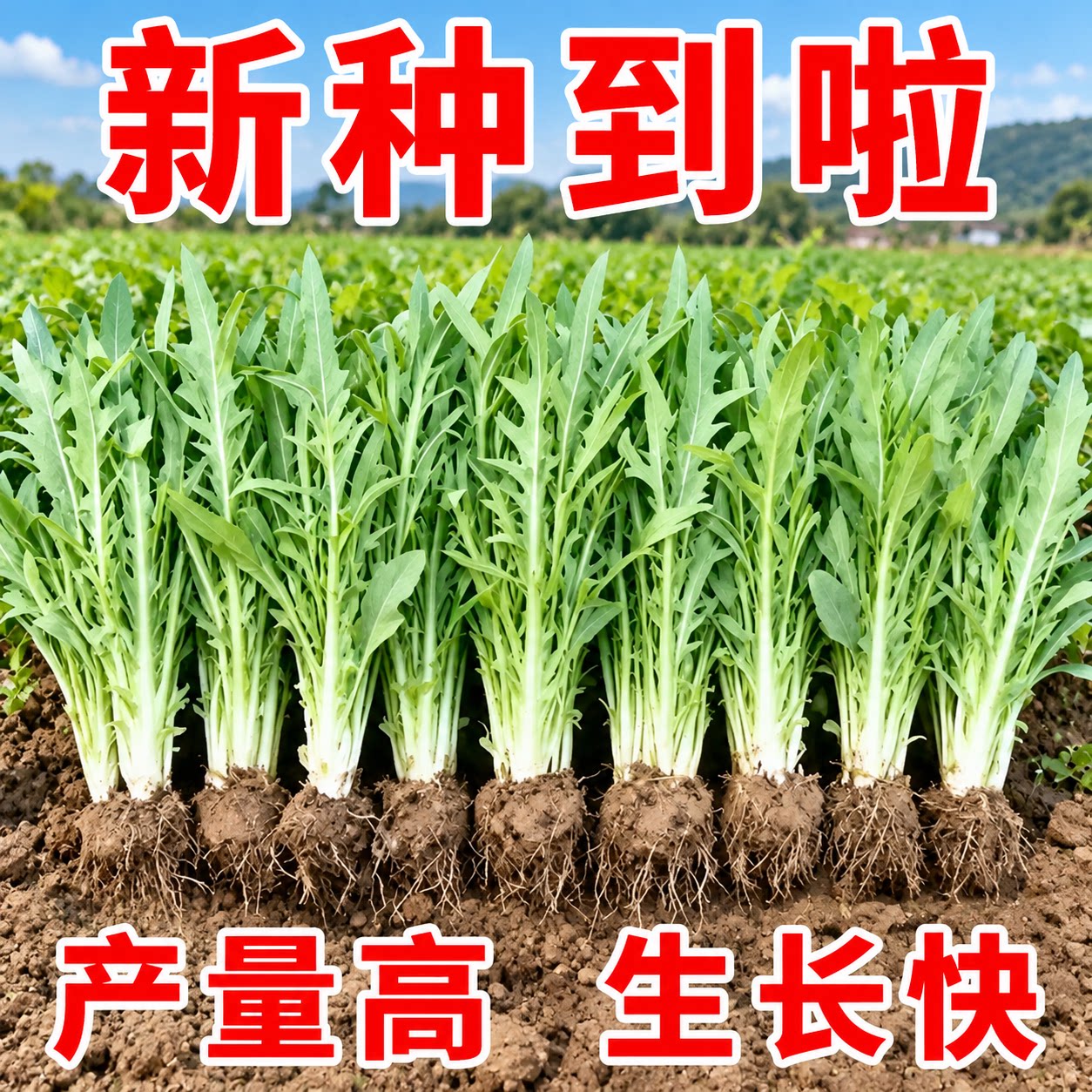 四季甜麦菜苦麻菜种子阳台