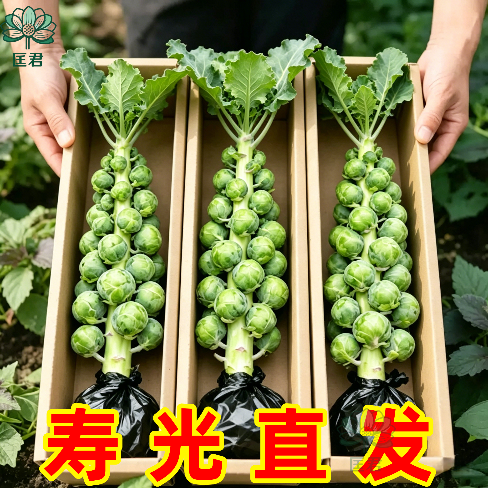 孢子甘蓝苗秧食用迷你小包菜四季高产抱子甘蓝苗四季耐寒耐热盆栽