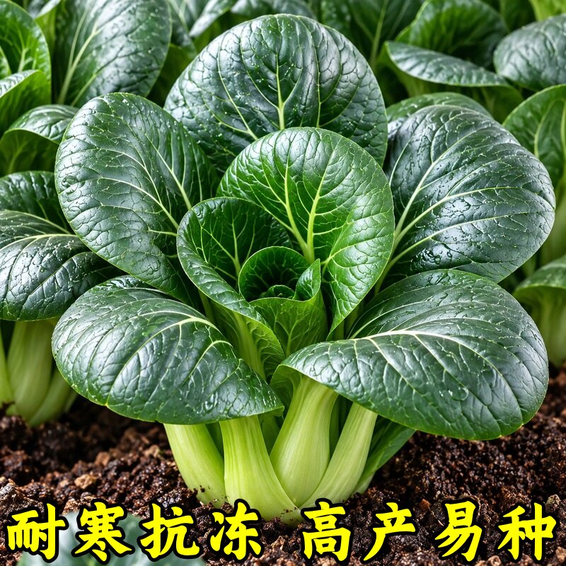 苏州青种籽四季小白菜种子