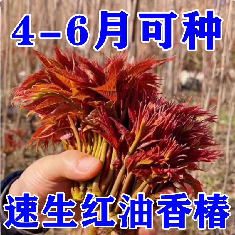 红油香椿钟子耐寒抗旱香椿树种子高产春夏秋四季庭院田园蔬菜种籽
