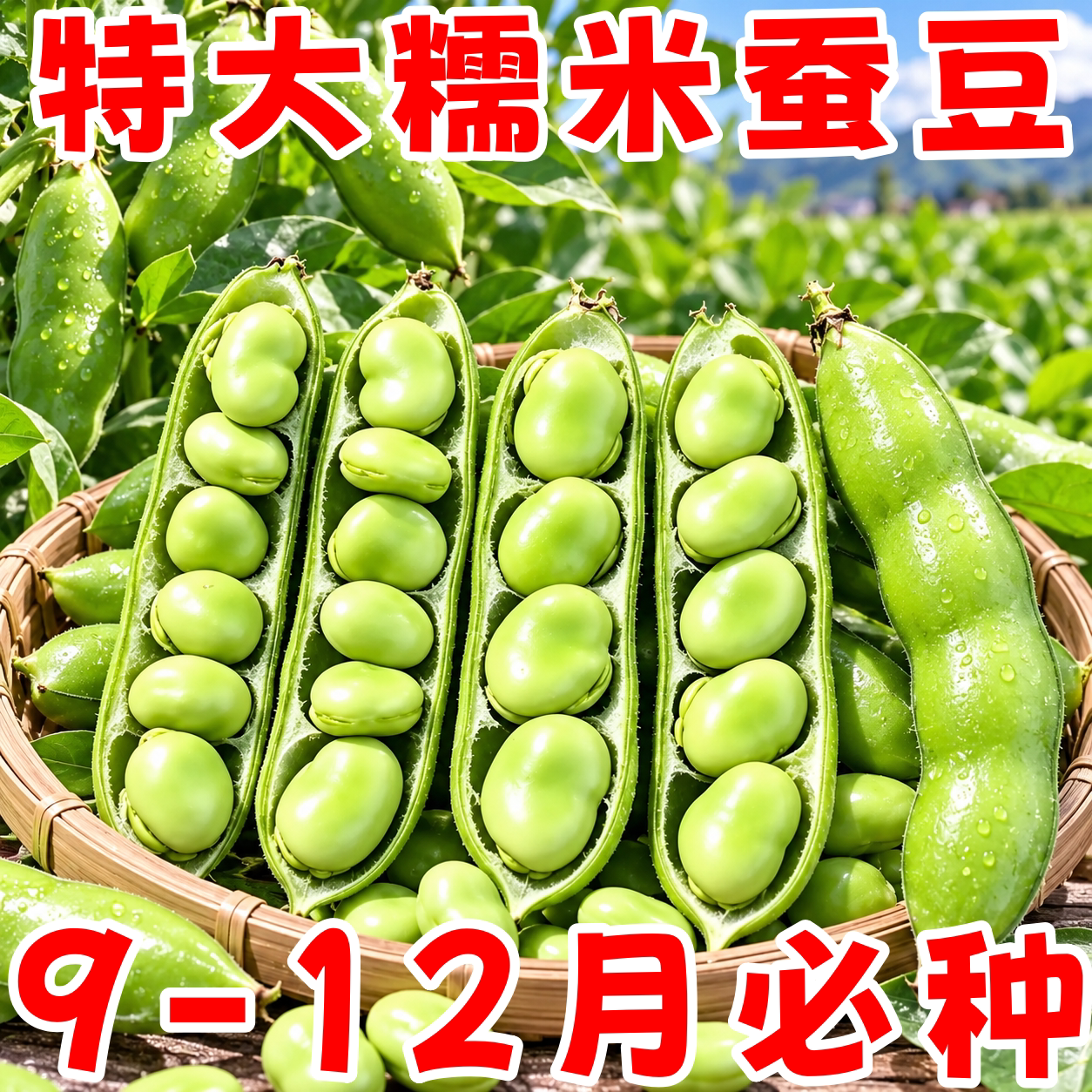 特大糯米蚕豆种子高产耐寒早熟