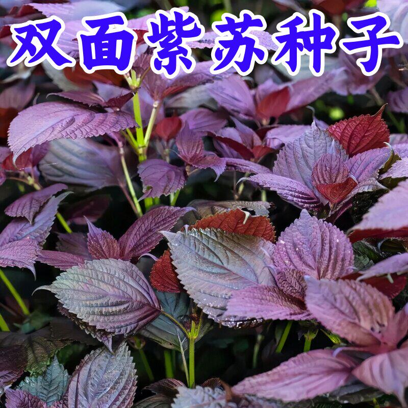 可食用紫苏种子双面大叶紫苏叶种子阳台盆栽耐热苏子叶家庭蔬菜籽