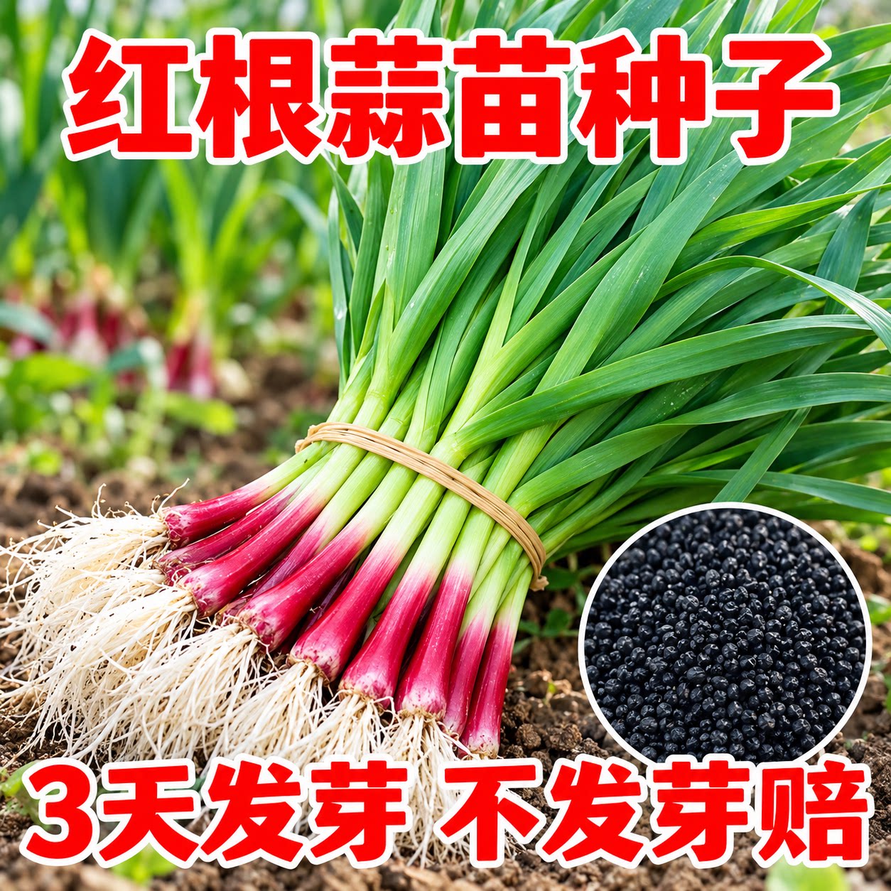 正宗本地红根宽叶紫皮大蒜种子
