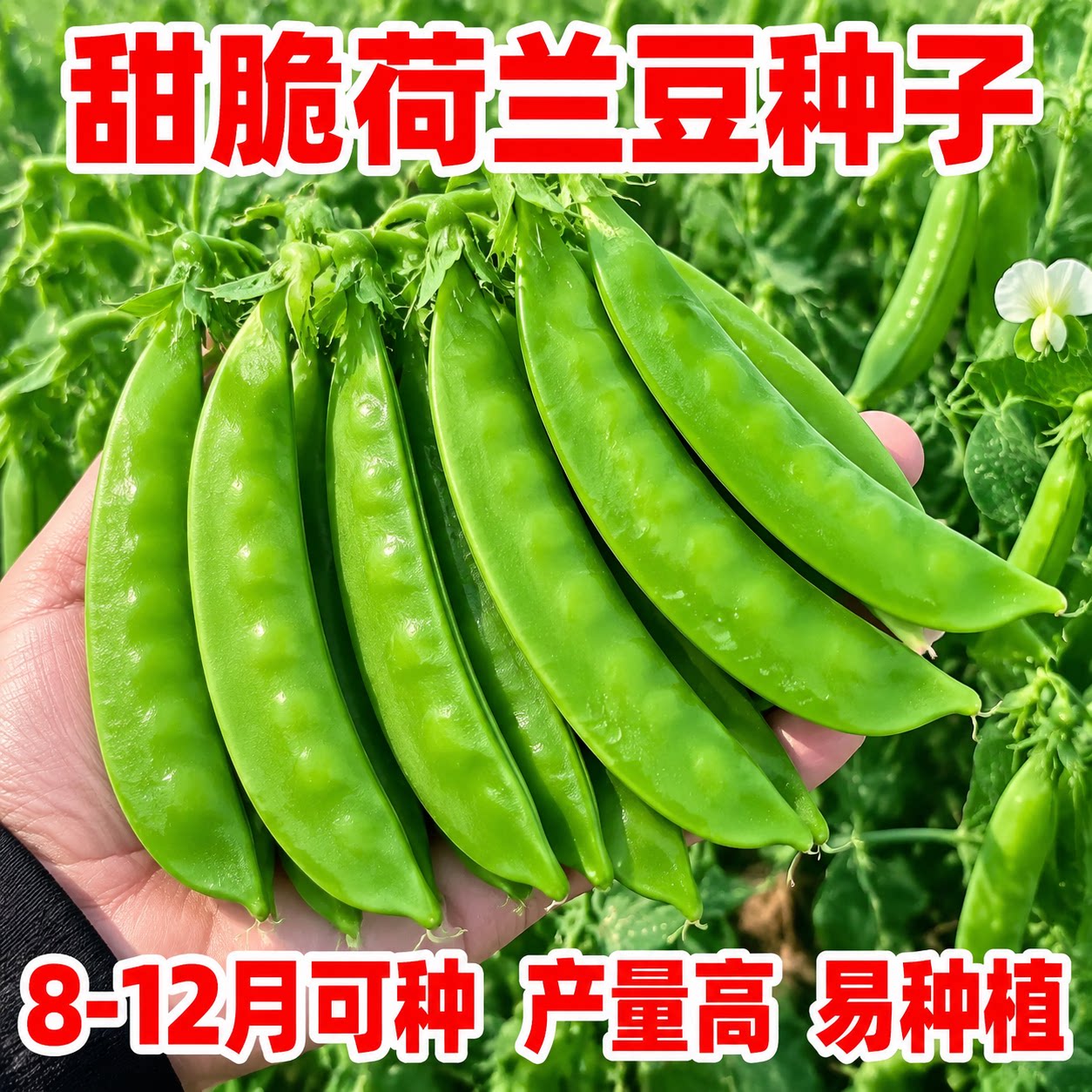 甜脆荷兰豆种子高产耐寒秋冬播