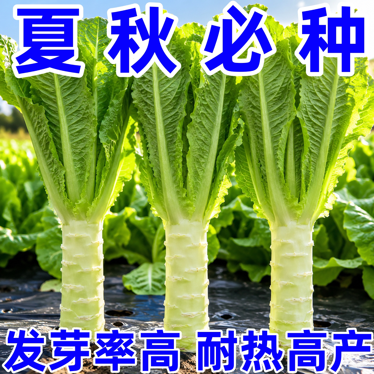 莴苣种子四季可播农家菜园