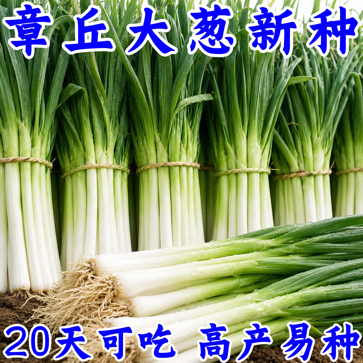 章丘大葱种子高产耐寒四季播