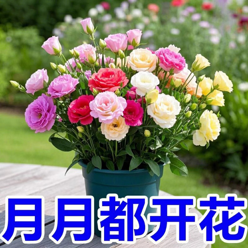 重瓣洋桔梗种子花种籽四季花易活花卉室内耐热耐寒阳台盆栽种植