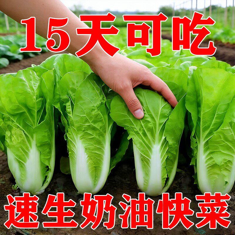四季小白菜快菜种子大全