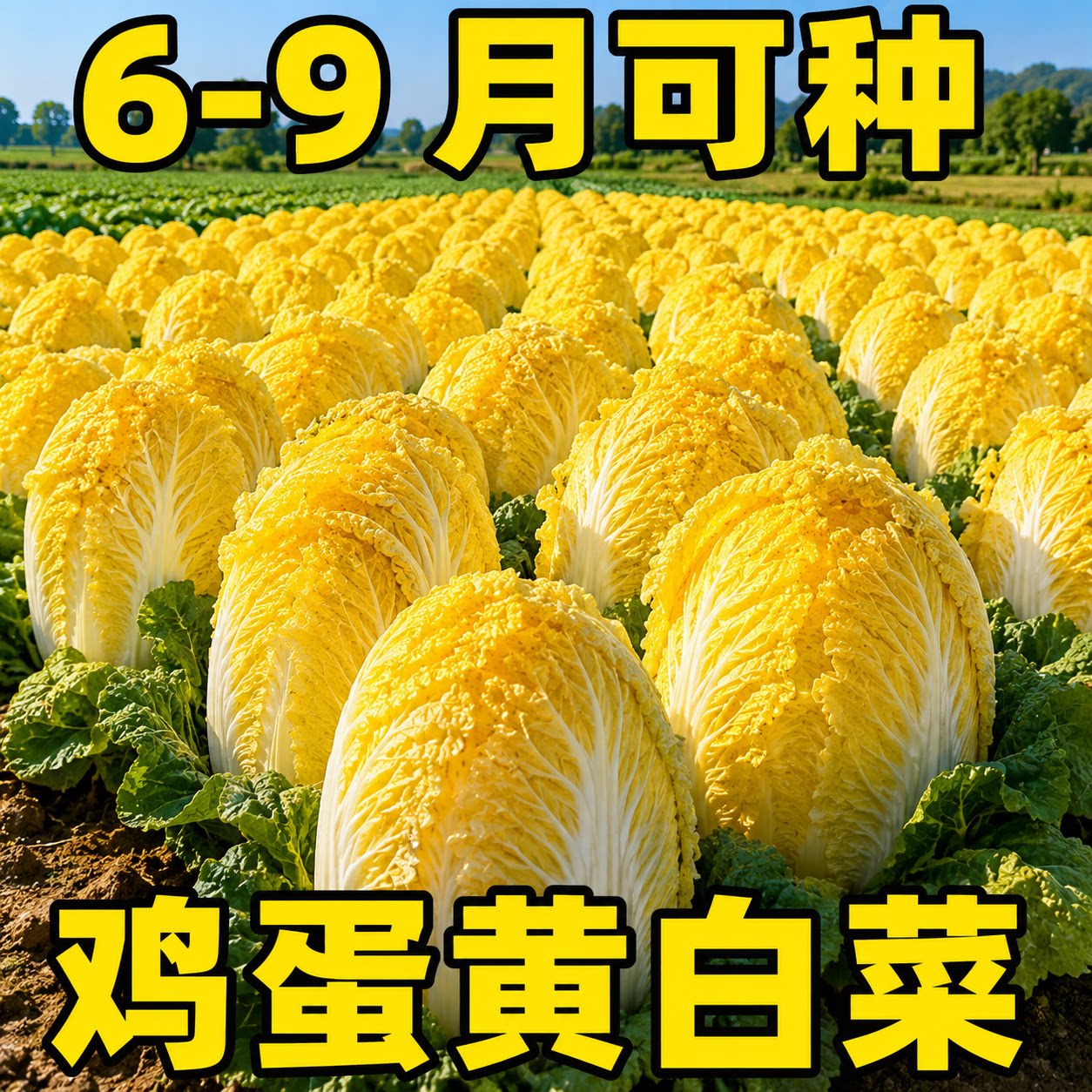 耐热四季黄心大白菜种子
