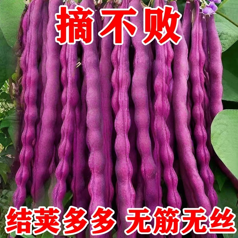 八月忙耐寒耐热高产无筋四季豆种