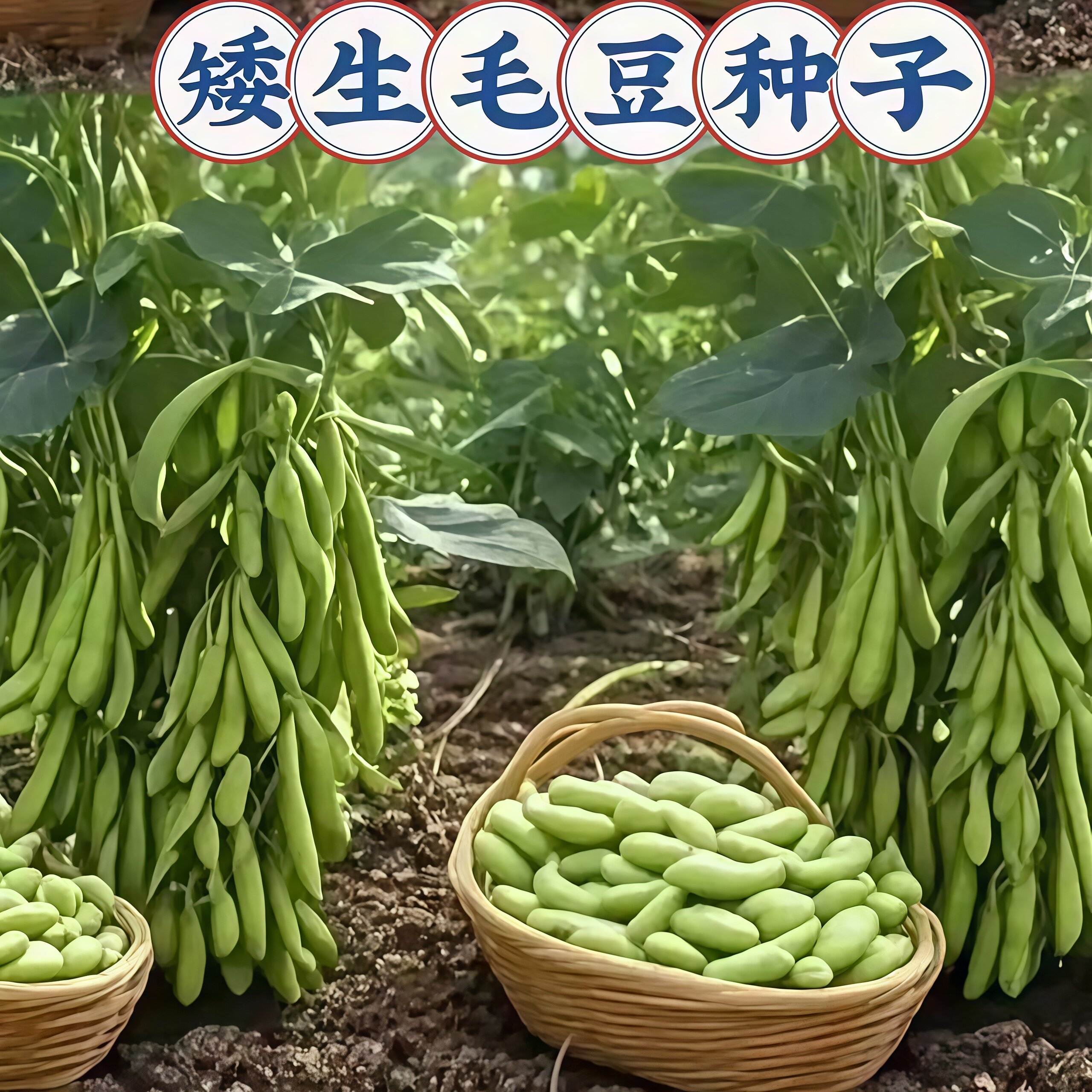 早熟高产四季毛豆种子非转基因