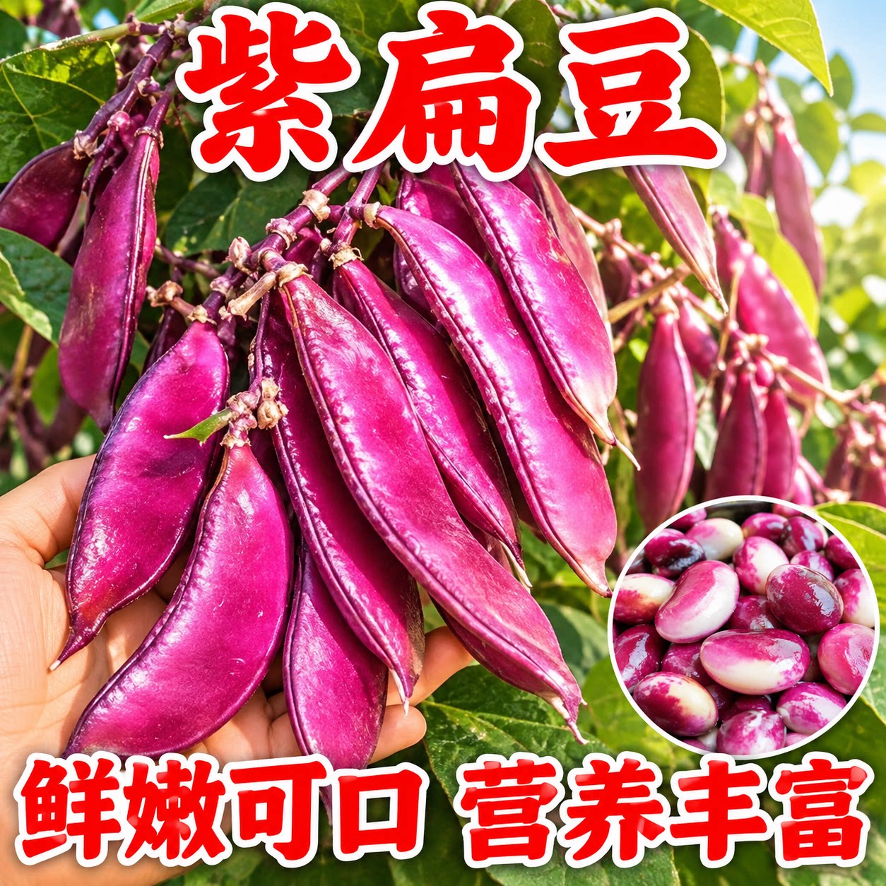 摘不败紫眉豆种子肉厚多产