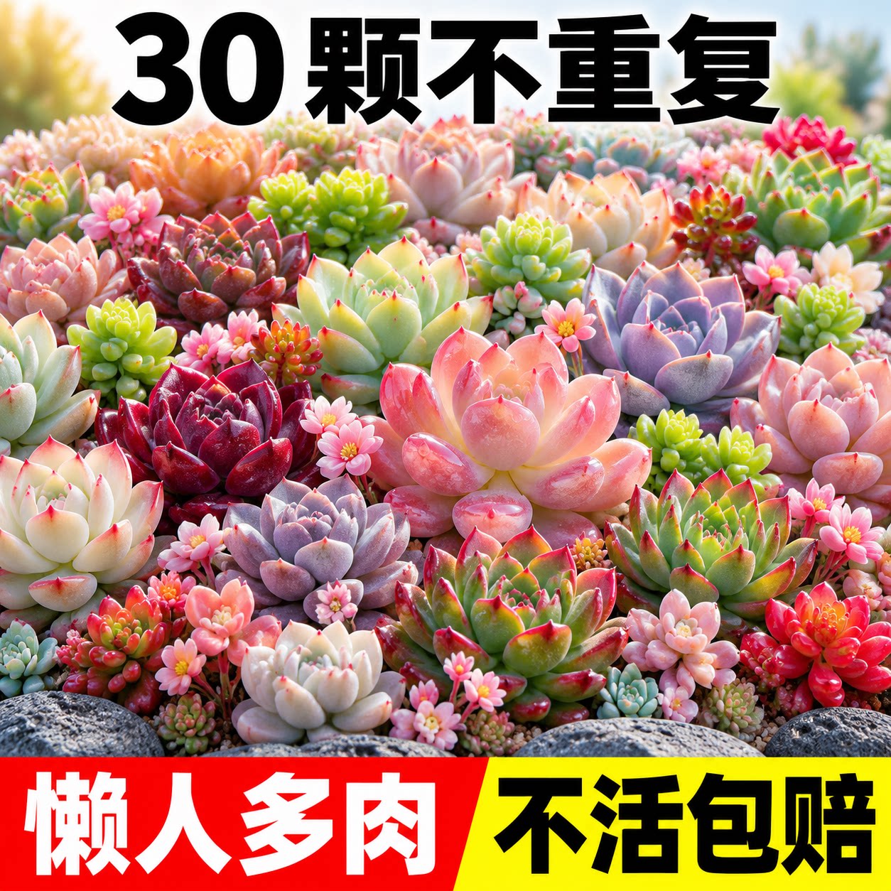 云南多肉盆栽组合稀有品种好养