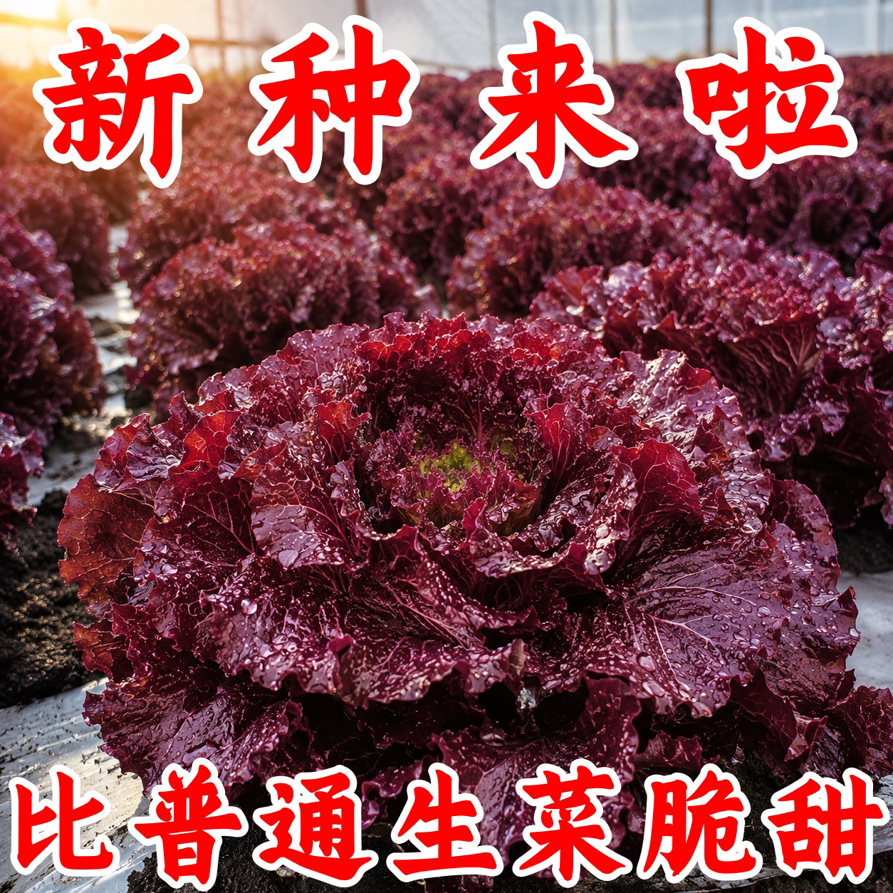 紫叶生菜种子四季速生阳台可种