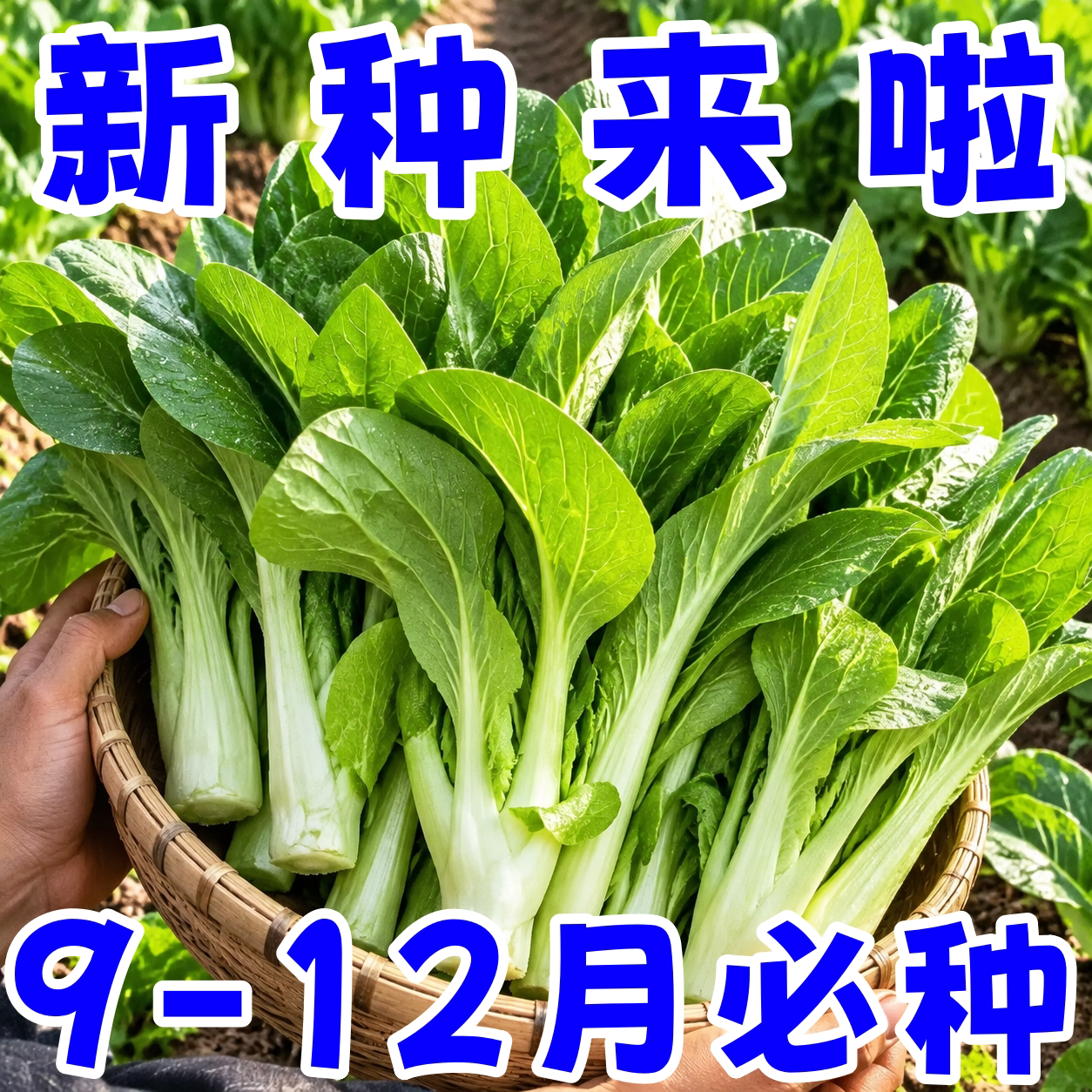 早熟耐寒甜脆多芽白菜苔种子