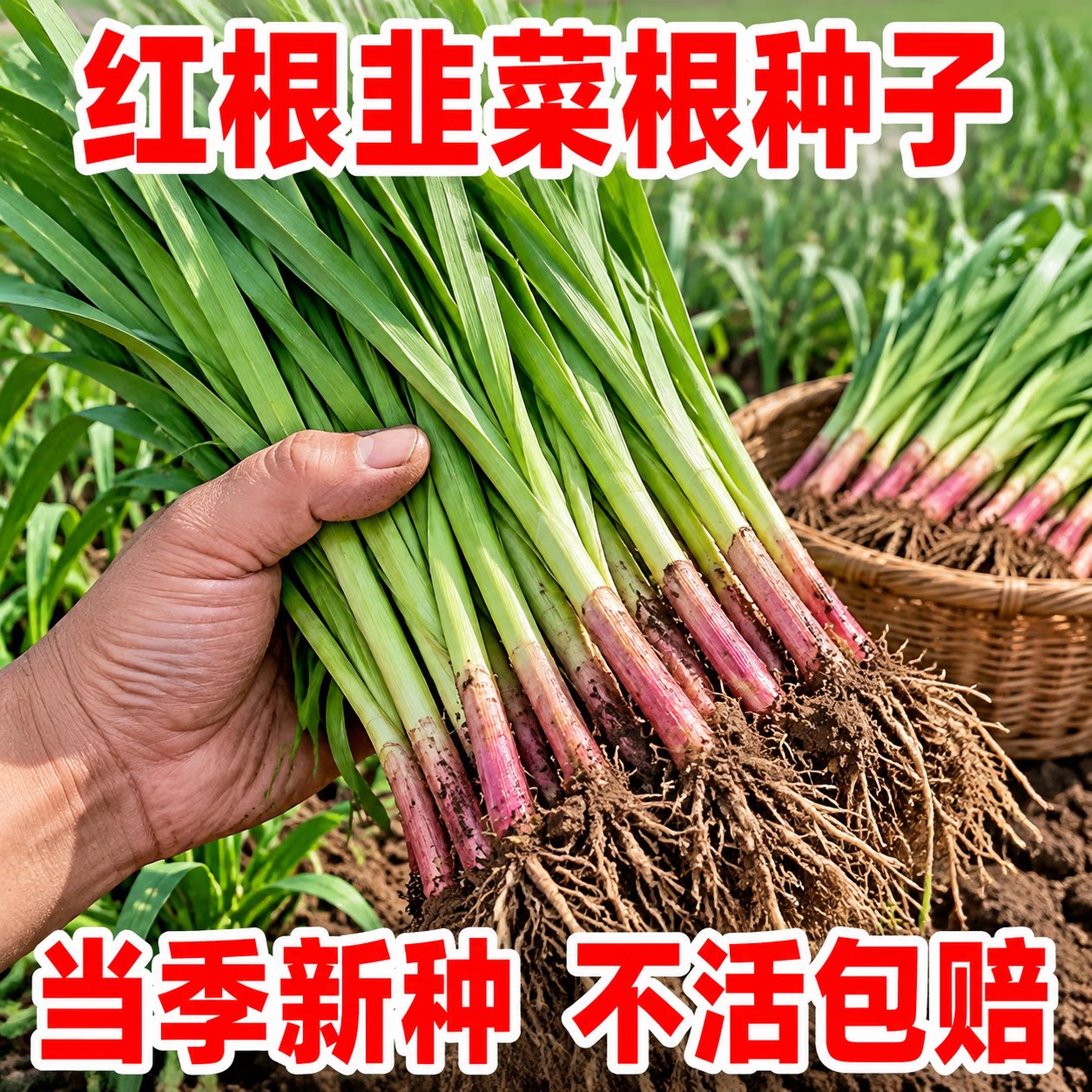 山东寿光独根红韭菜根苗盆栽