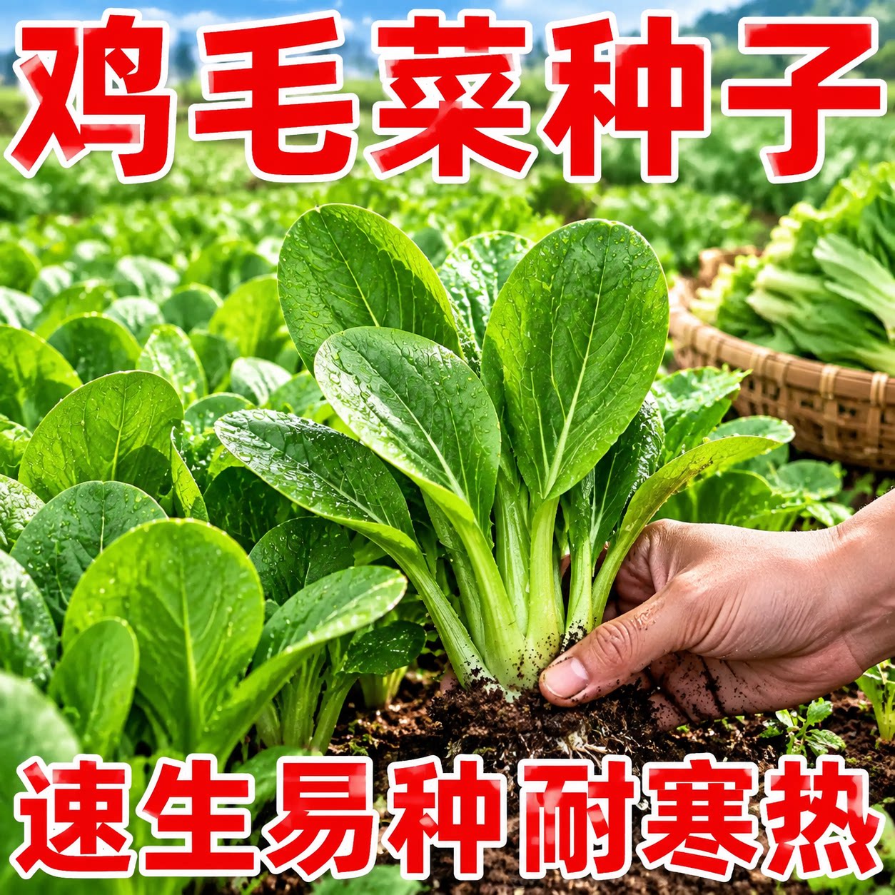 速生鸡毛菜小白菜种子耐热抗寒