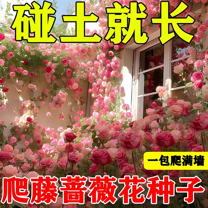爬藤蔷薇花种子四季重瓣大花藤本月季爬墙庭院阳台玫瑰花种子庭院