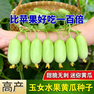 玉女水果黄瓜种子迷你小黄瓜籽生吃脆甜无渣春秋种植阳台盆栽种子