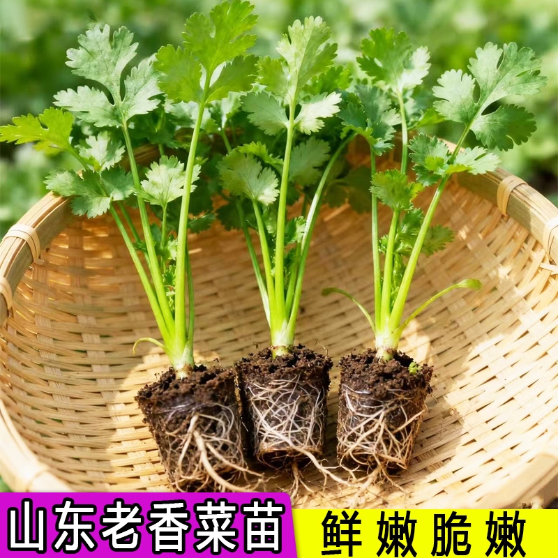 香菜苗带土秧苗带根山东老品种四季秋冬耐寒大叶蔬菜盆栽菜苗根苗