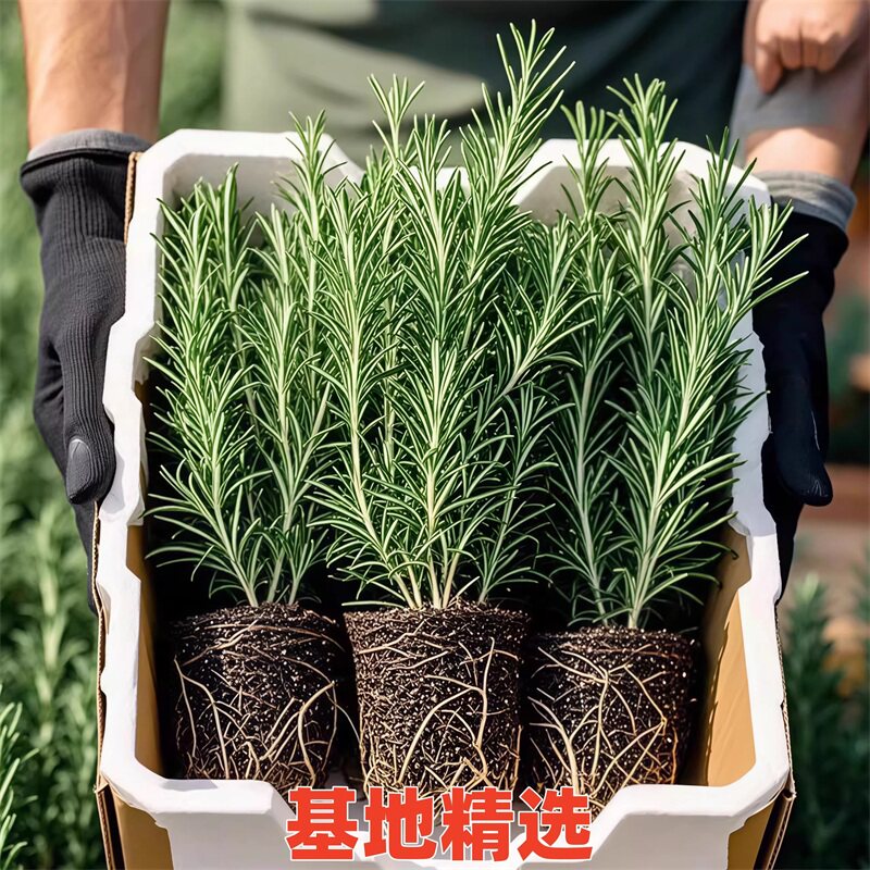 新鲜迷迭草驱蚊净化空气盆栽
