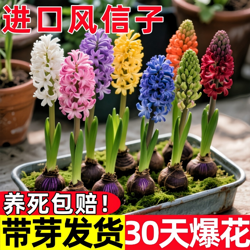 风信子种球水培植物室内盆栽四季耐寒葡萄水养花卉土培易活带花苞