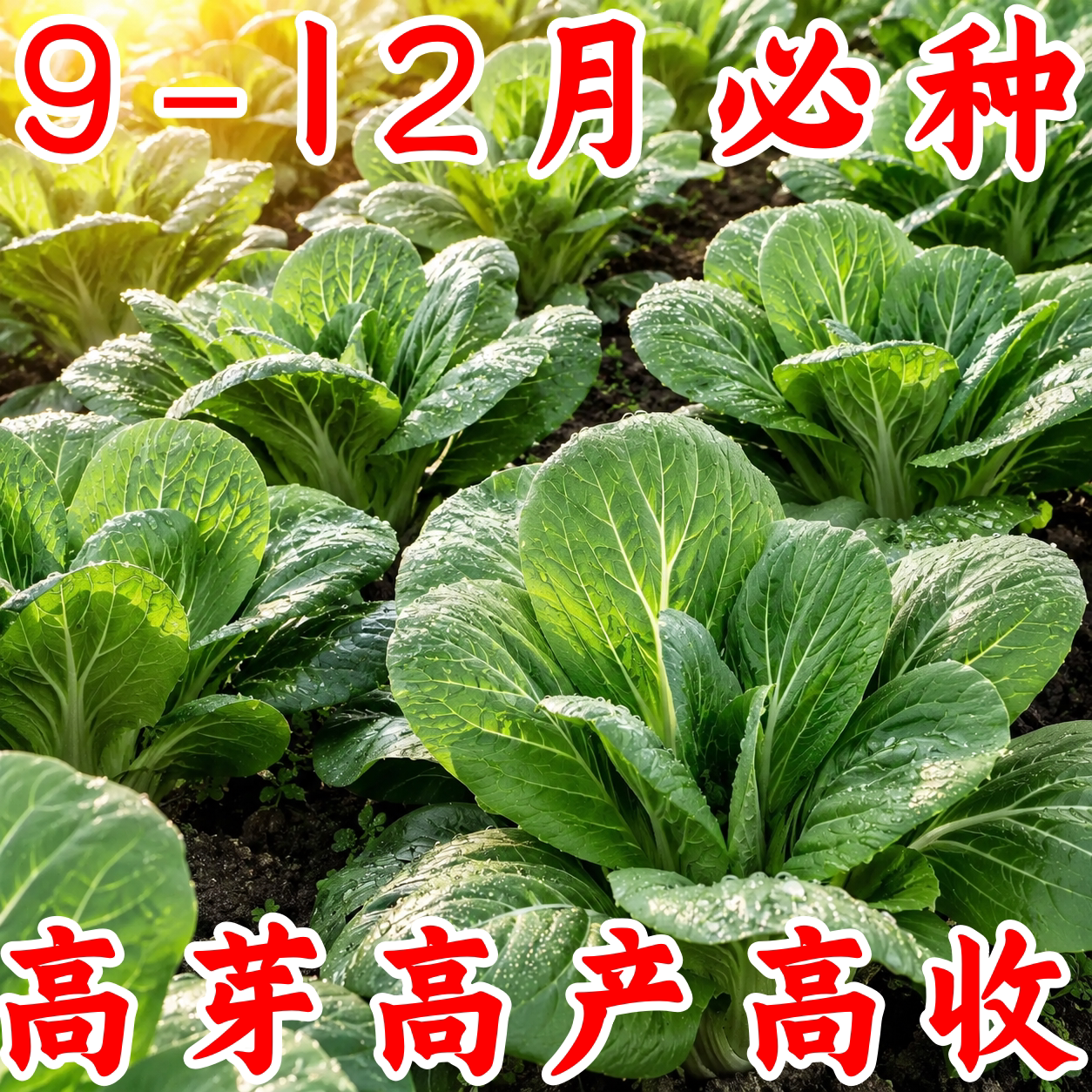 原装正品四季香耐寒耐热青菜种子