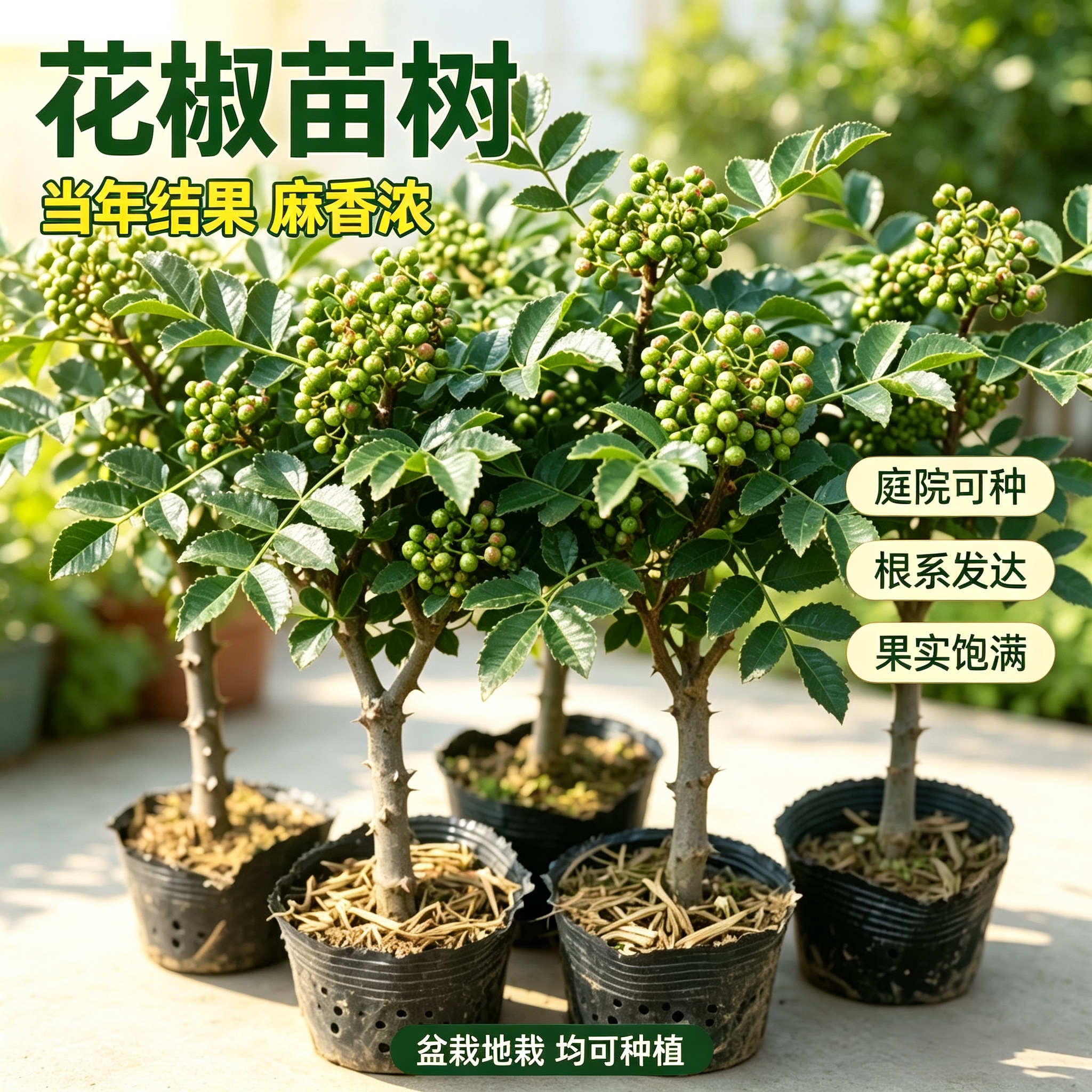 四川汉源九叶青花椒树苗带土盆栽