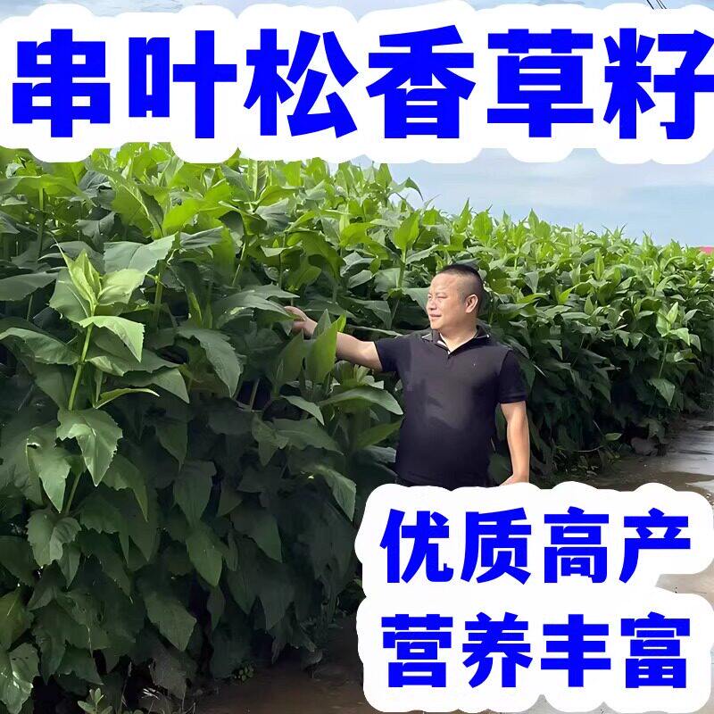 进口串叶松香草多年生牧草种子