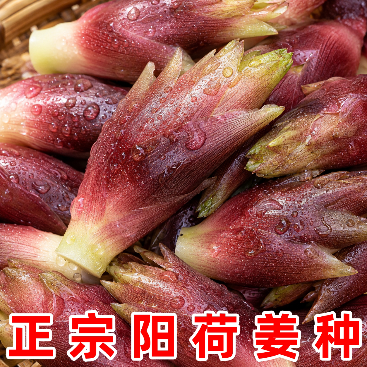 贵州应季新鲜嫩洋荷蔬菜