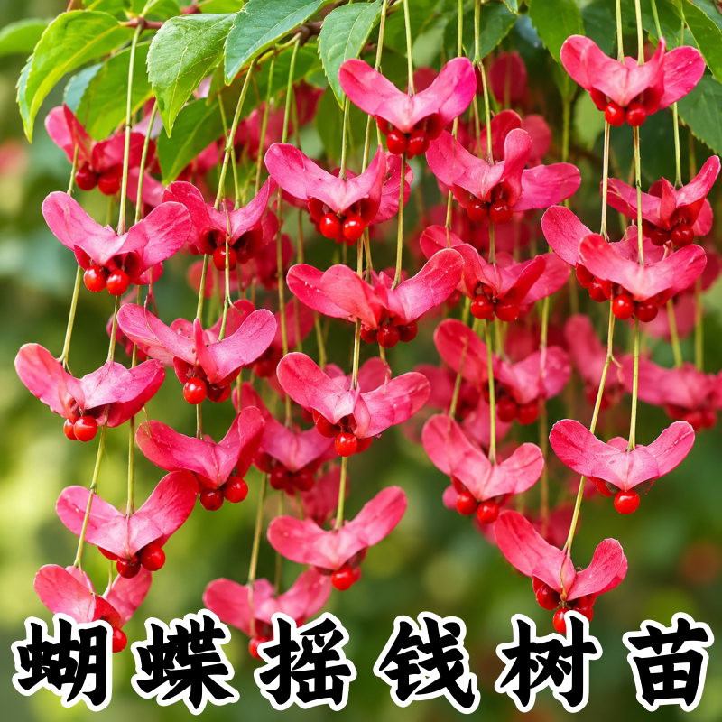 金丝吊蝴蝶树苗耐寒驱蚊阳台盆景
