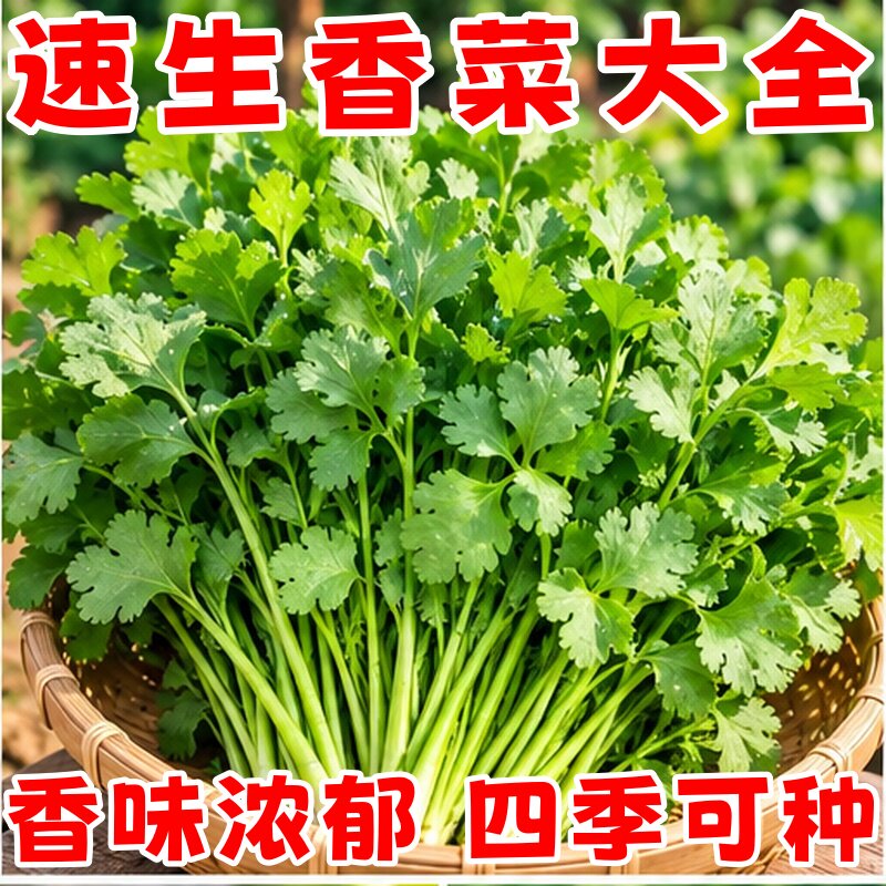 农家小叶香菜种子四季秋冬老品种