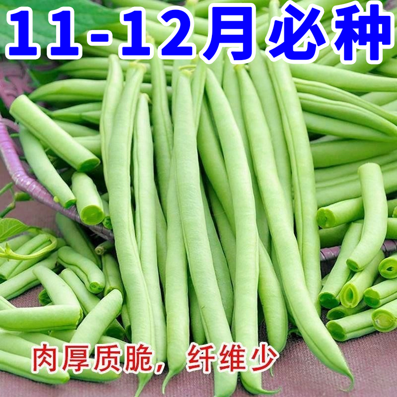 四季豆种子不发芽包退无筋