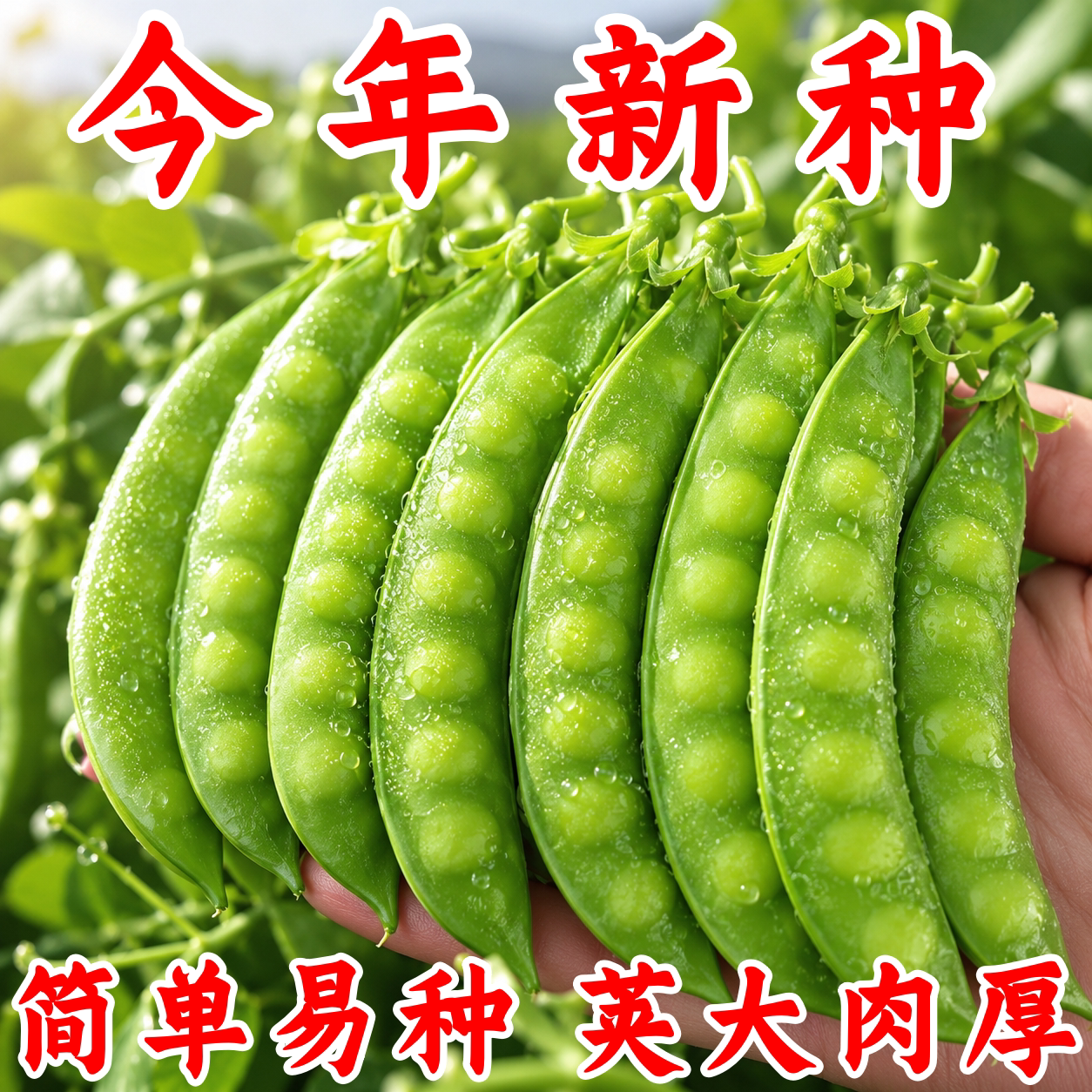 秋冬播耐寒高产大荚荷兰豆种子