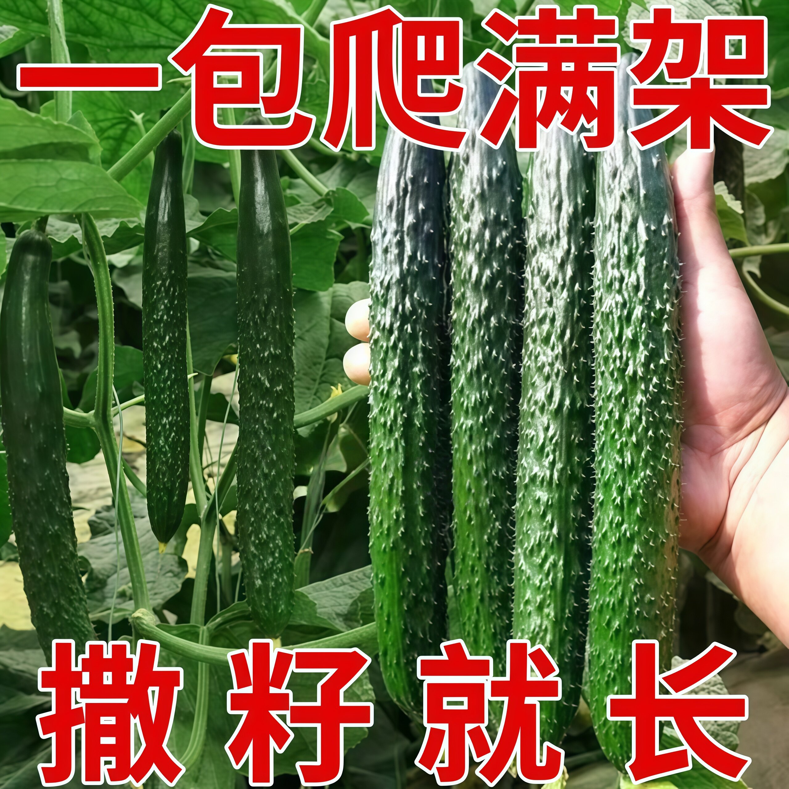 绿心密刺黄瓜种子四季耐热易种