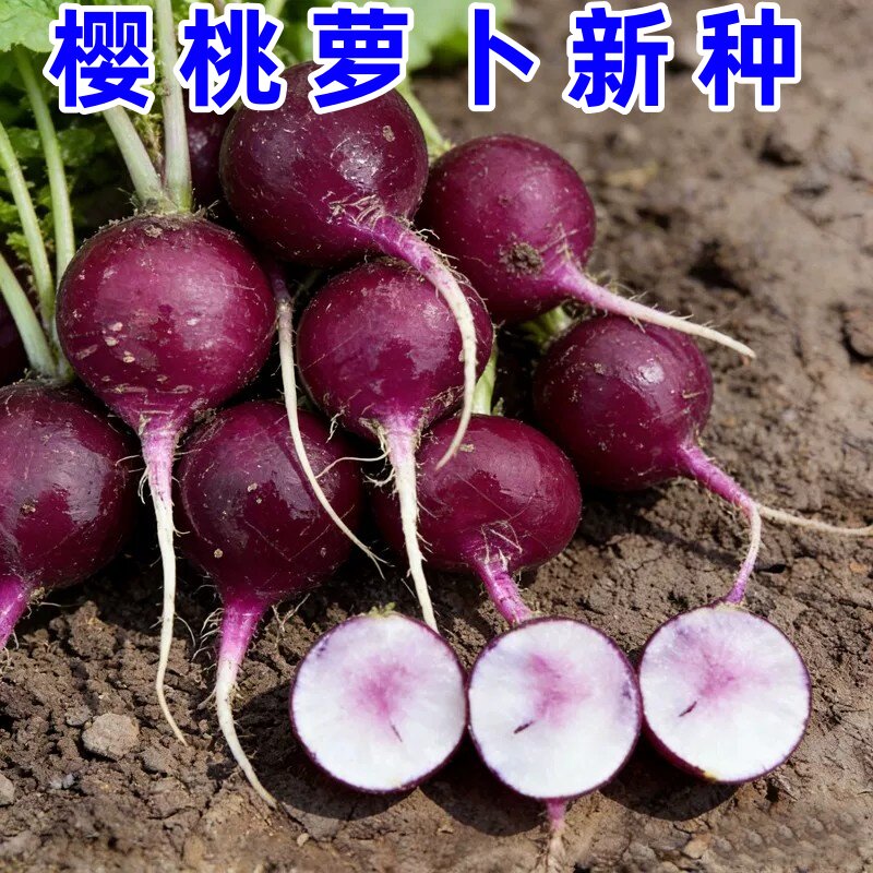 冰激凌樱桃萝卜种子四季高产