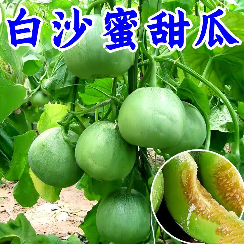 宝石甜瓜种子日本甜宝甜瓜种籽绿羊角蜜种孑香瓜西瓜苗秧秋天种植