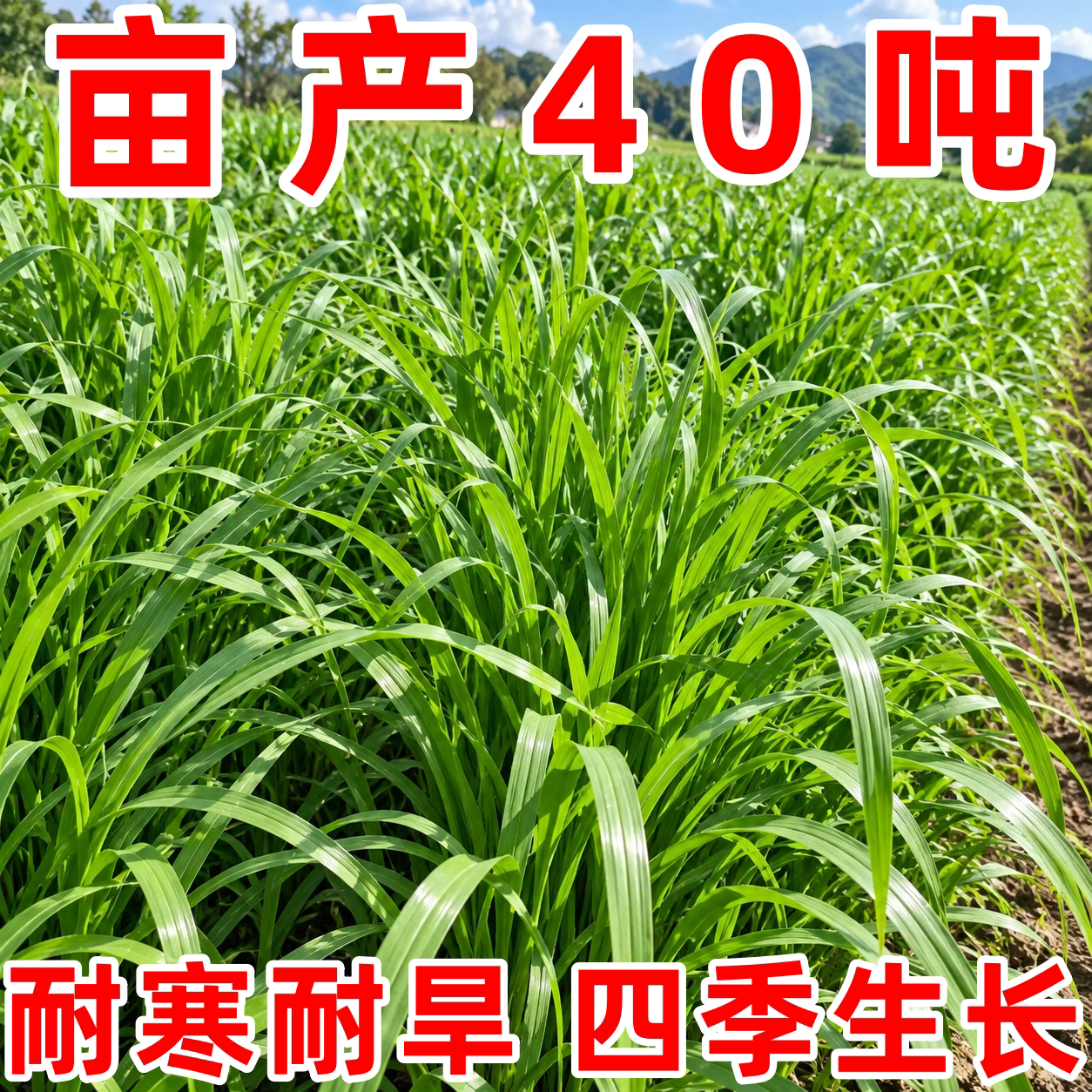 老桩带根多年生牧草种节