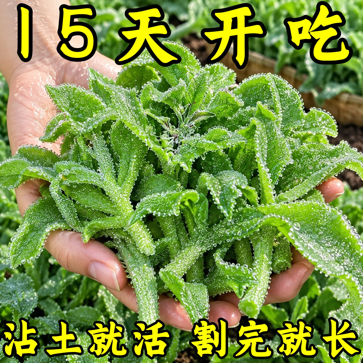正品新鲜冰菜种子四季可种高钙