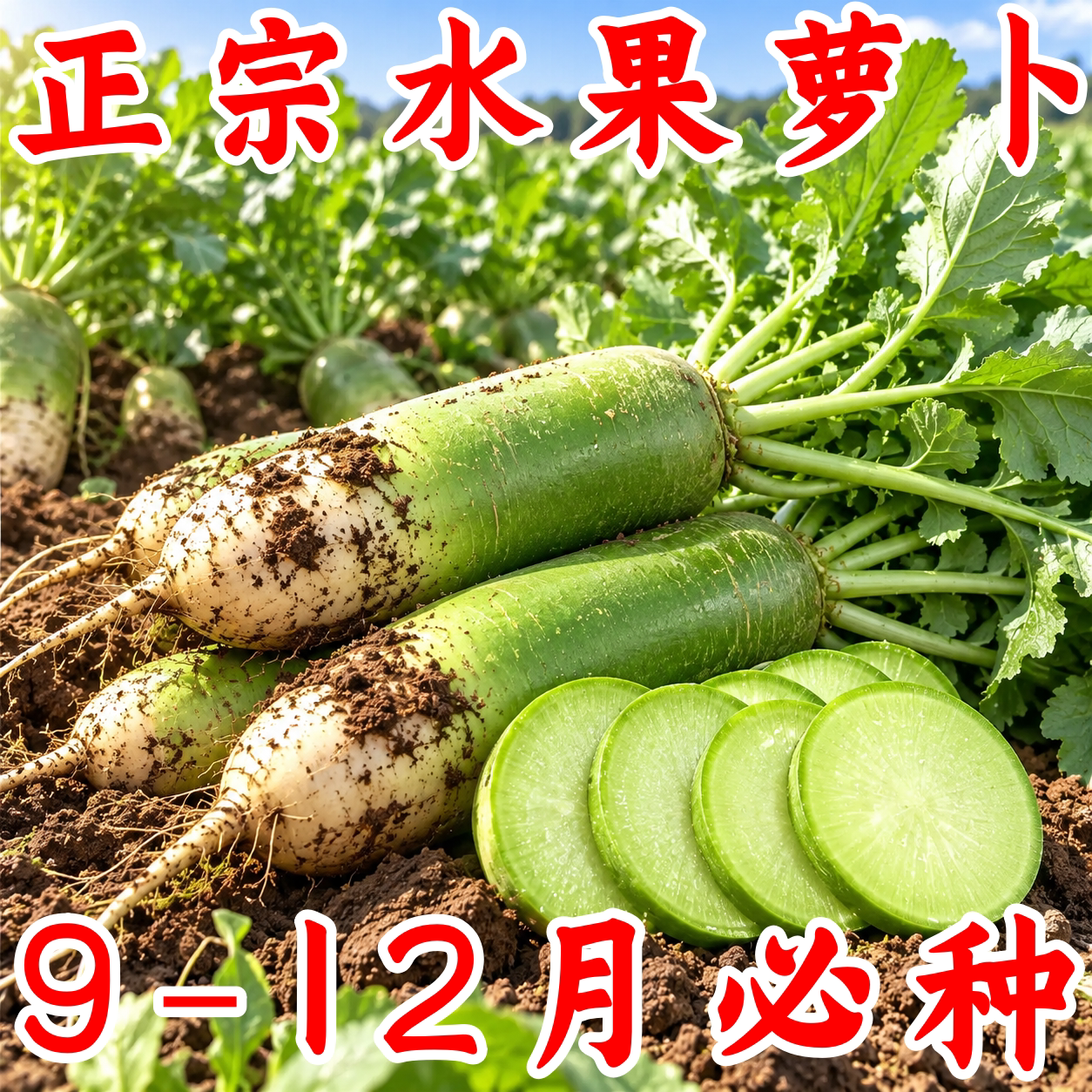 冰糖水果萝卜种子脆甜生吃
