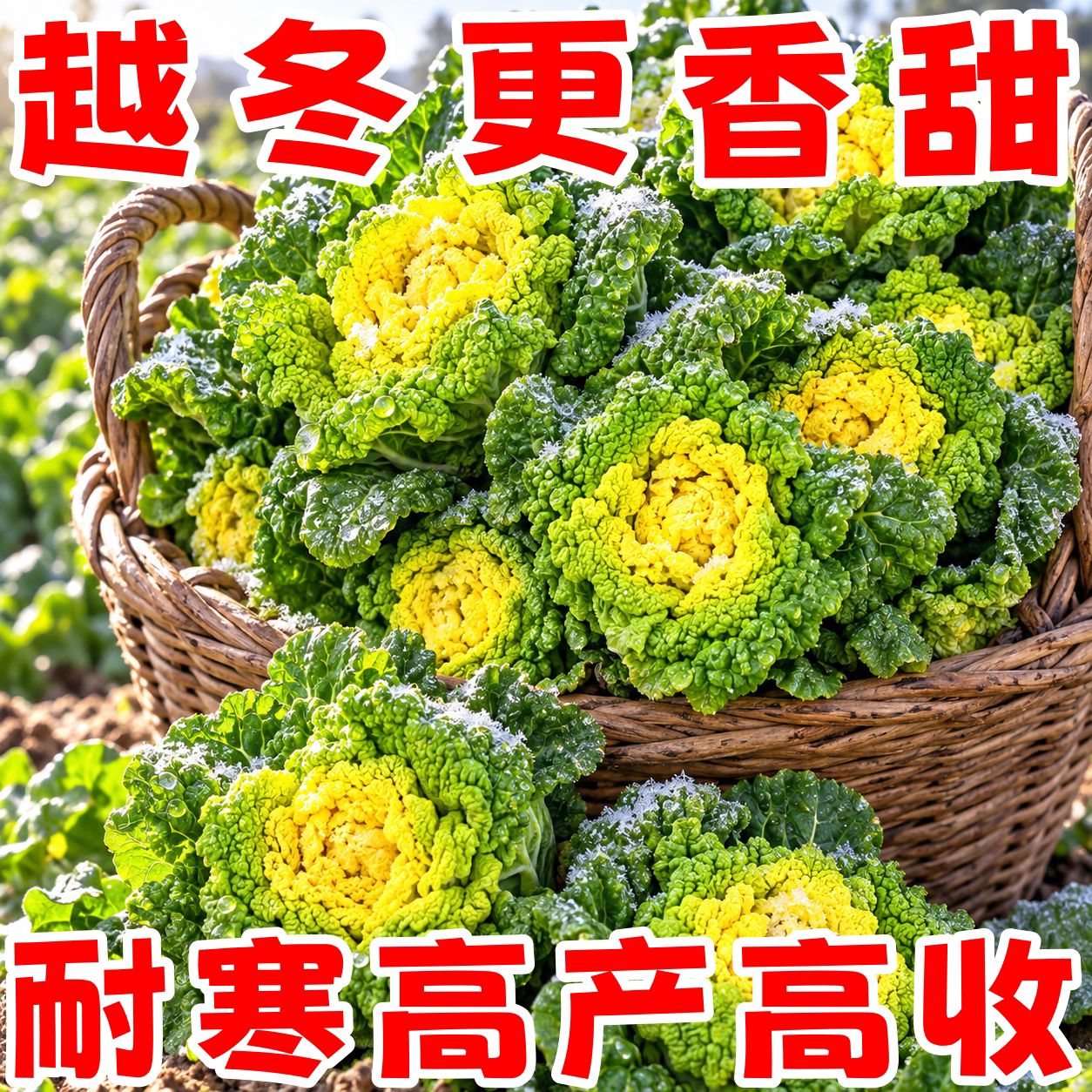 耐寒黄心乌塌菜四季播农家蔬菜