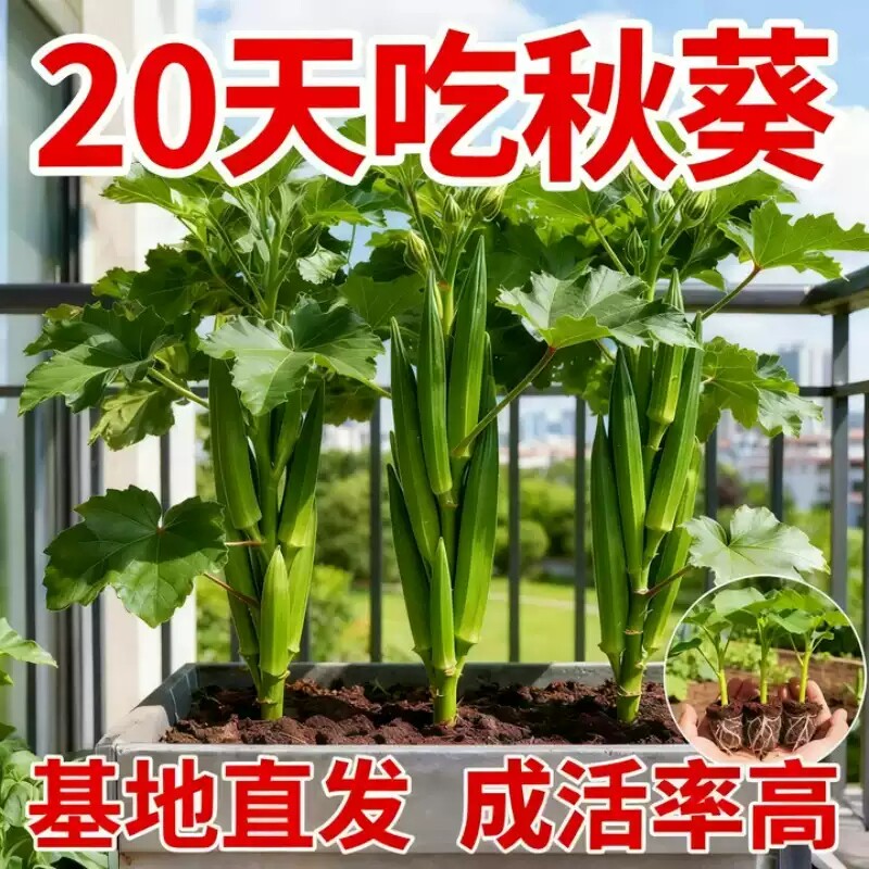 正宗老品种带土高产秋葵苗