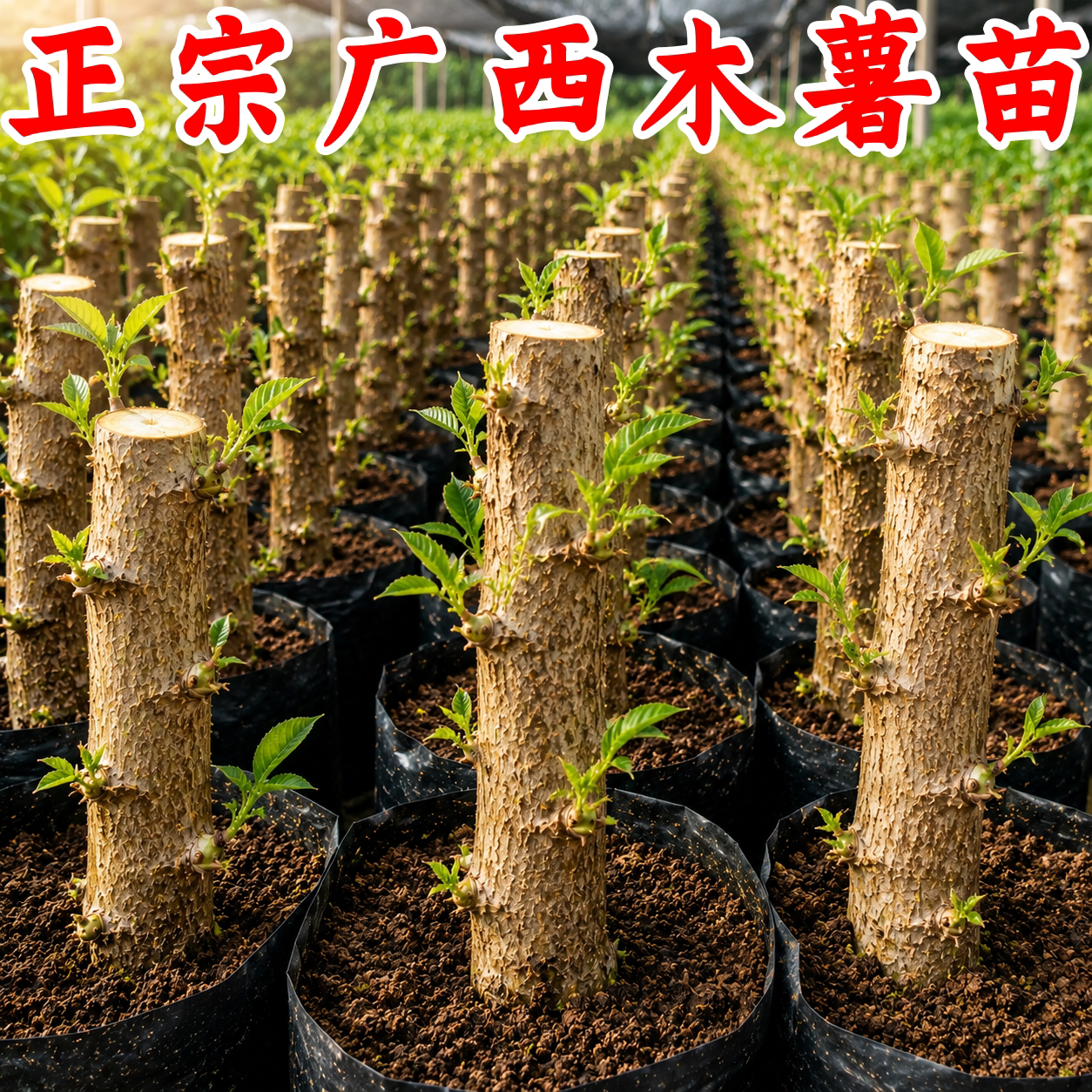 广西华南9号黄心木薯种苗高产