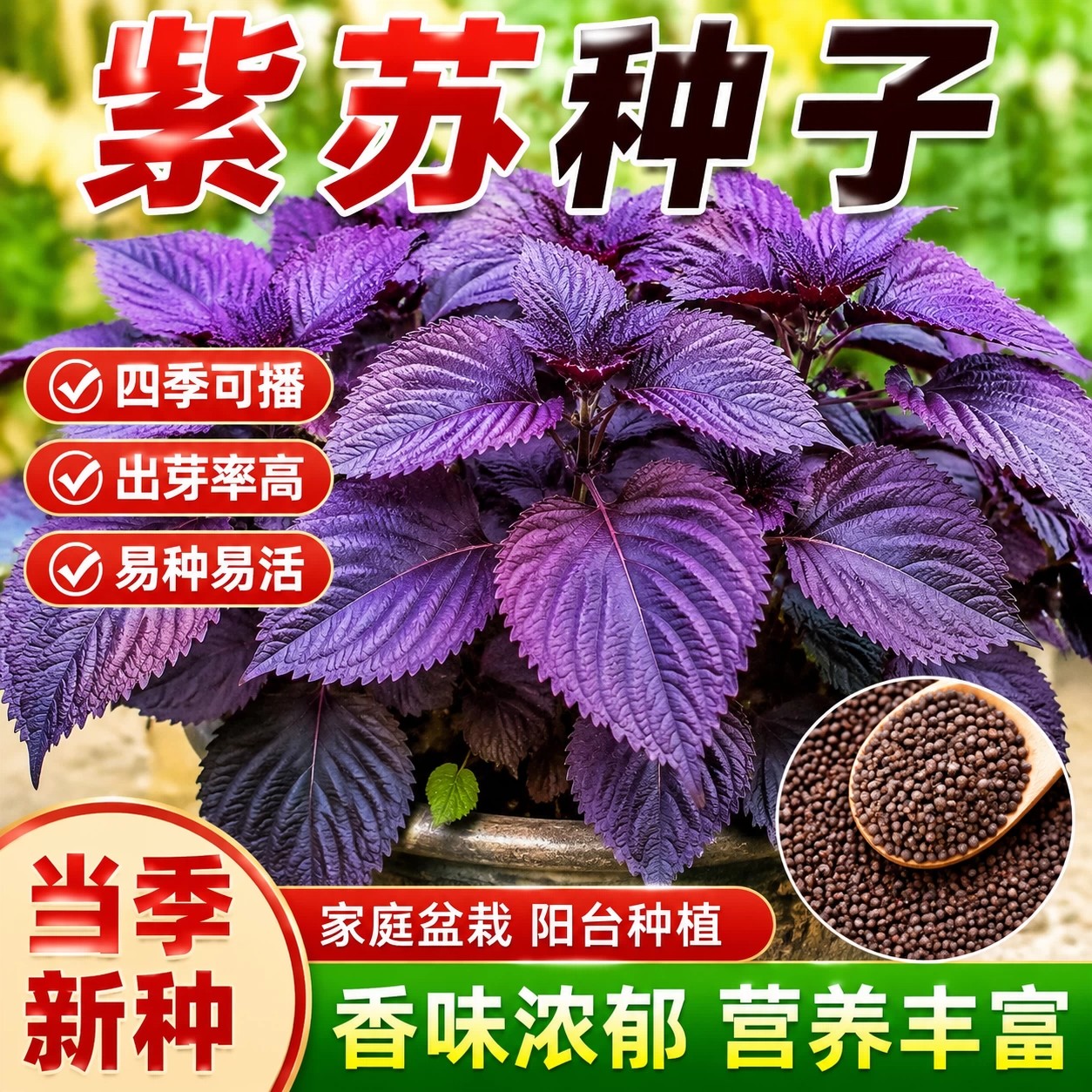 可食用大叶紫苏种子四季耐热盆栽