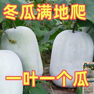 粉皮冬瓜种子白皮大冬瓜种籽高产肉厚特大冬瓜子种子东瓜蔬菜种子