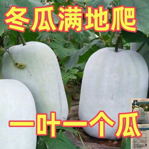粉皮冬瓜种子白皮大冬瓜种籽高产肉厚特大冬瓜子种子东瓜蔬菜种子